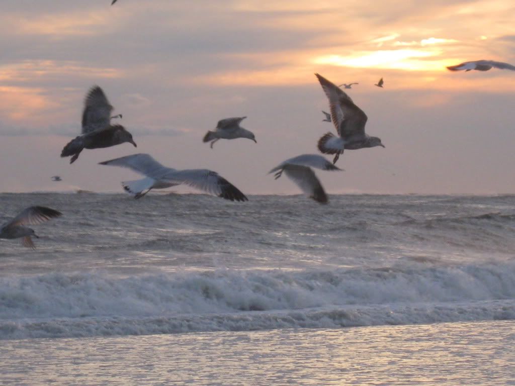 fall09jane044.jpg seagulls in flight image dineen_photography