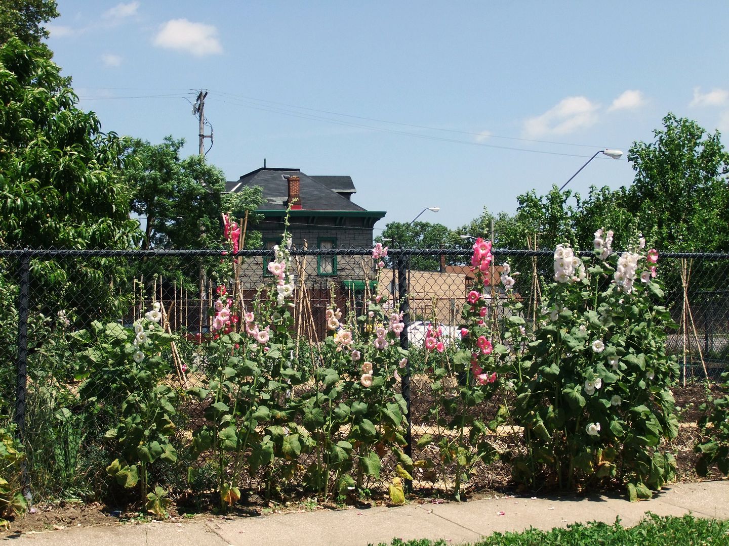 DSCF2980.jpg
