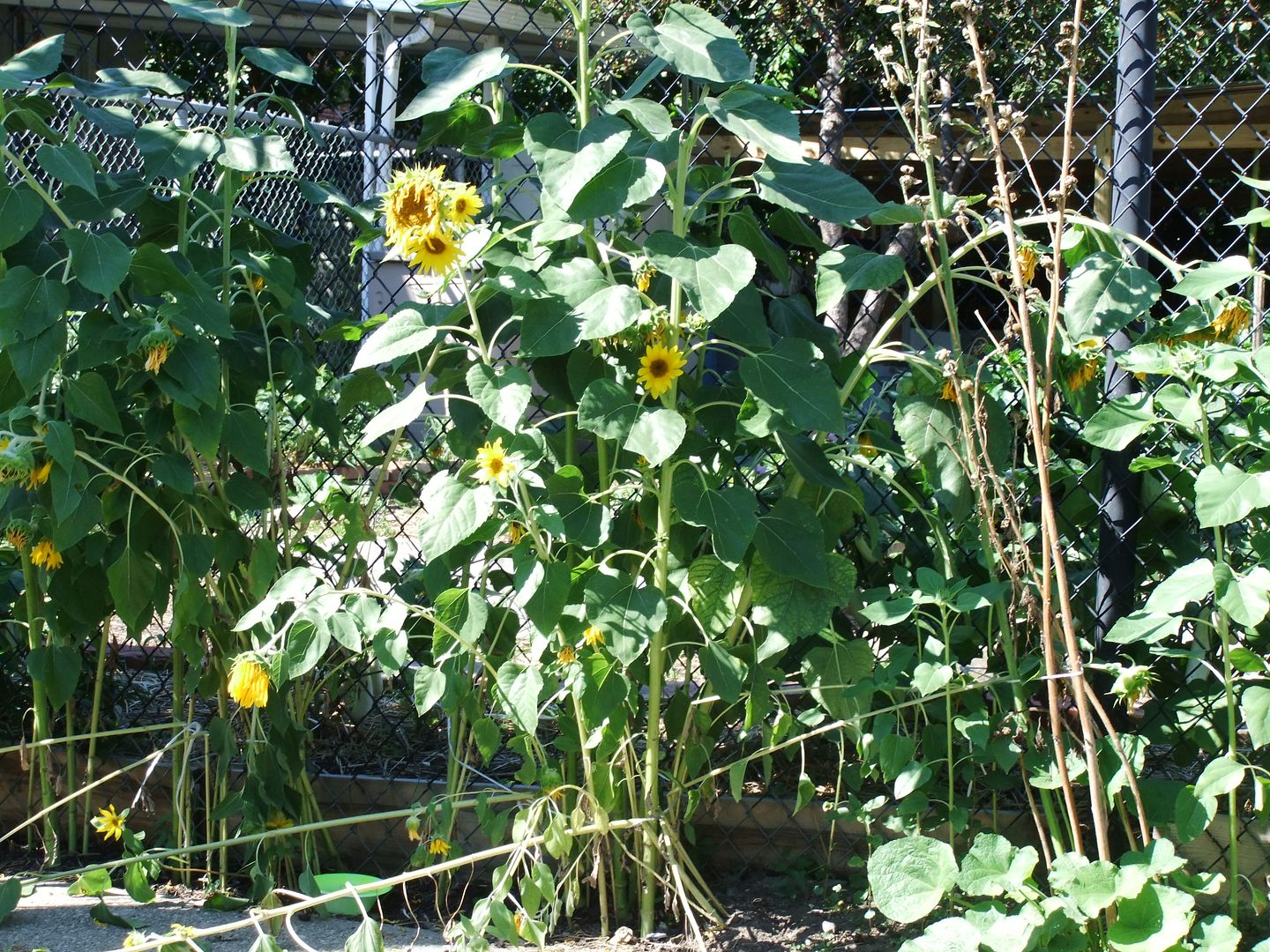 DSCF3833.jpg