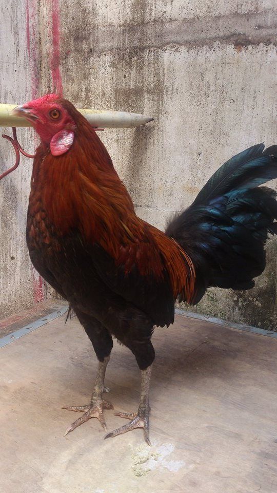 Gà Tre đồng giá - 4