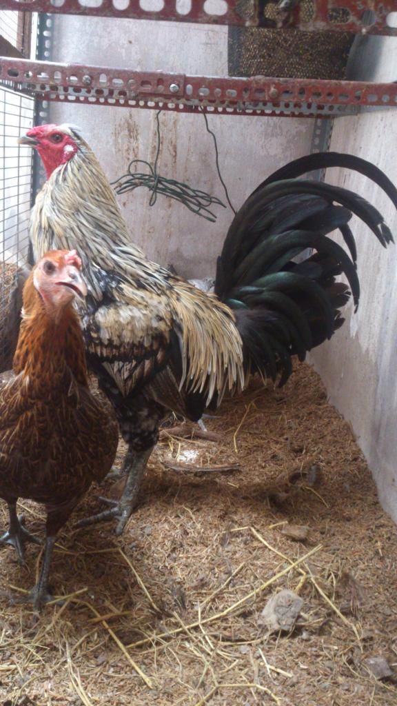 Gà nòi mỹ nọc giá tốt cho ae đây - 1