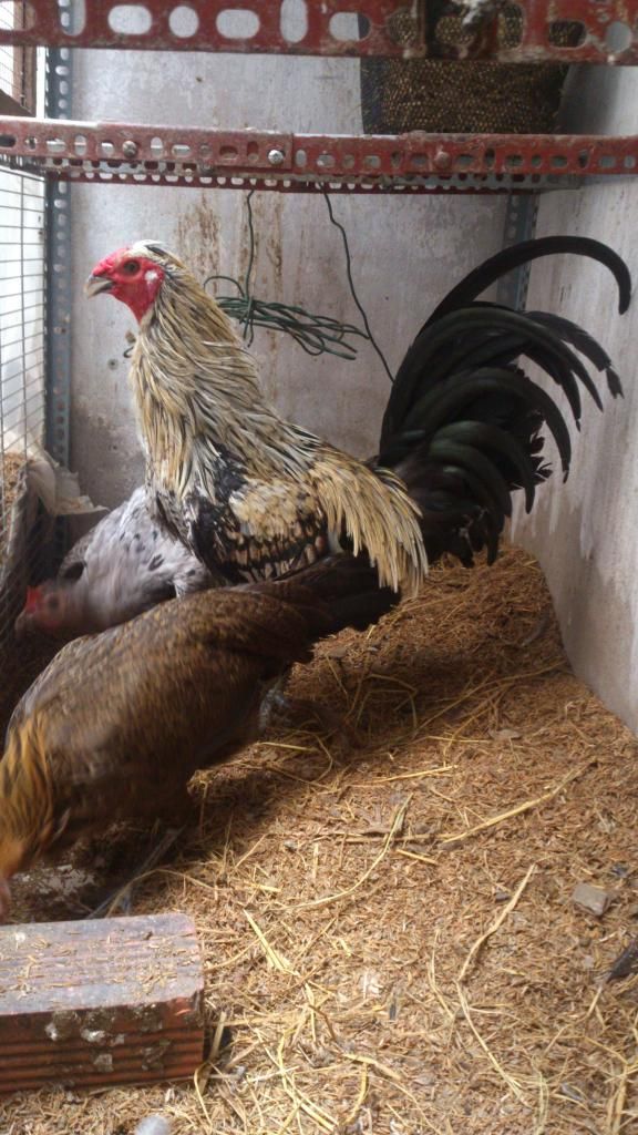 Gà nòi mỹ nọc giá tốt cho ae đây - 2