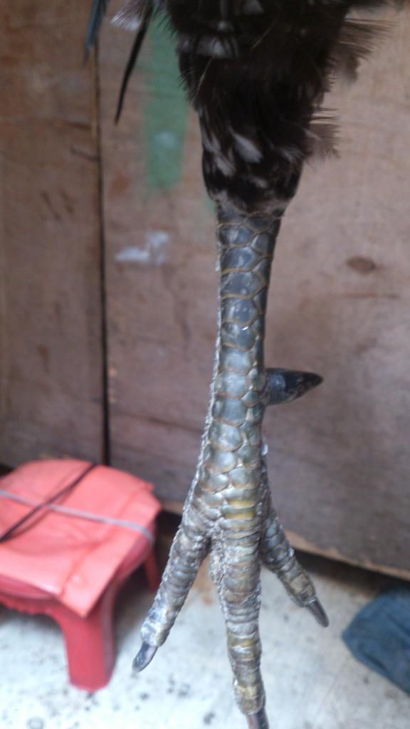 Gà nòi mỹ nọc giá tốt cho ae đây - 3