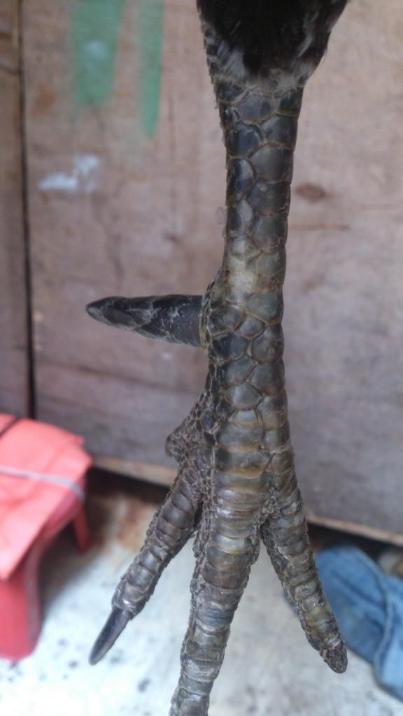 Gà nòi mỹ nọc giá tốt cho ae đây - 4