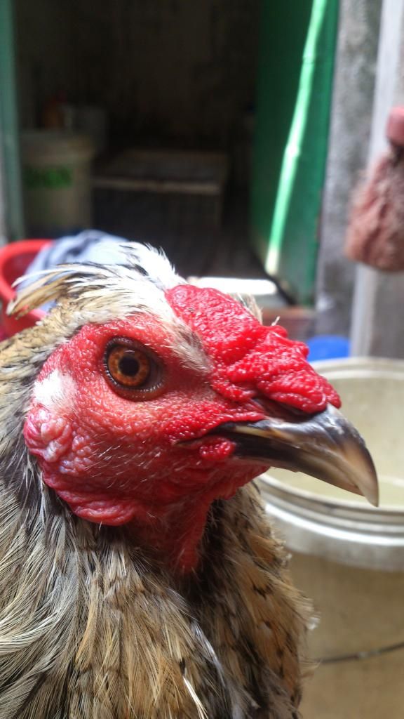 Gà nòi mỹ nọc giá tốt cho ae đây