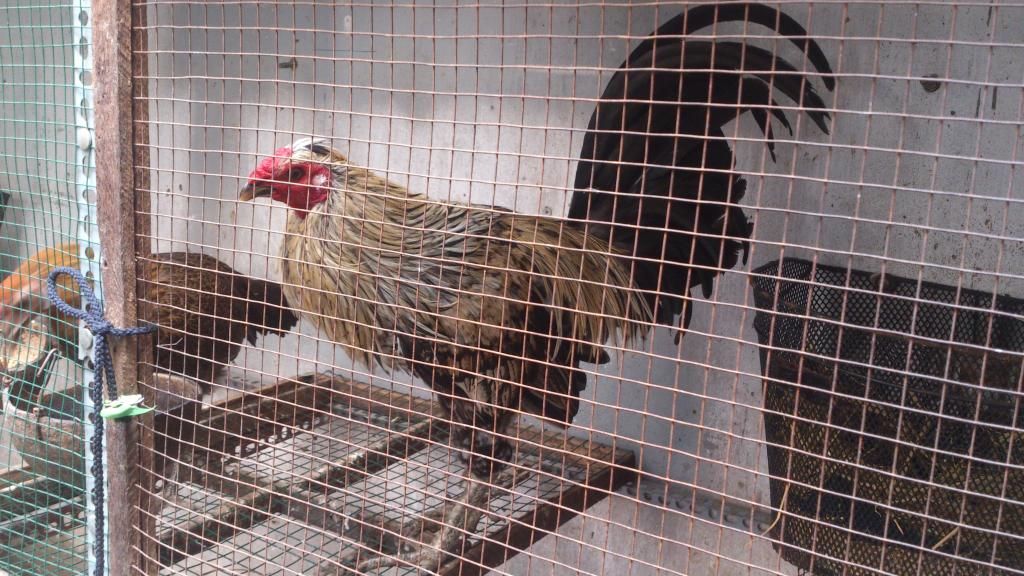 Gà nòi mỹ nọc giá tốt cho ae đây - 5