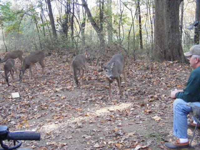 Pics Of Deer Fighting. piles that each deer can