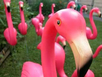 pink flamingo Pictures, Images and Photos