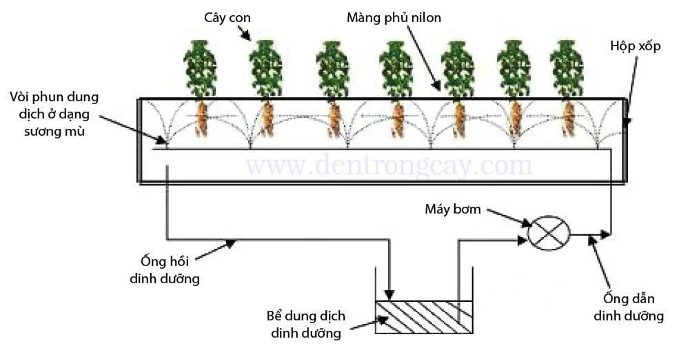 Trồng rau củ quả bằng phương pháp Khí Quang