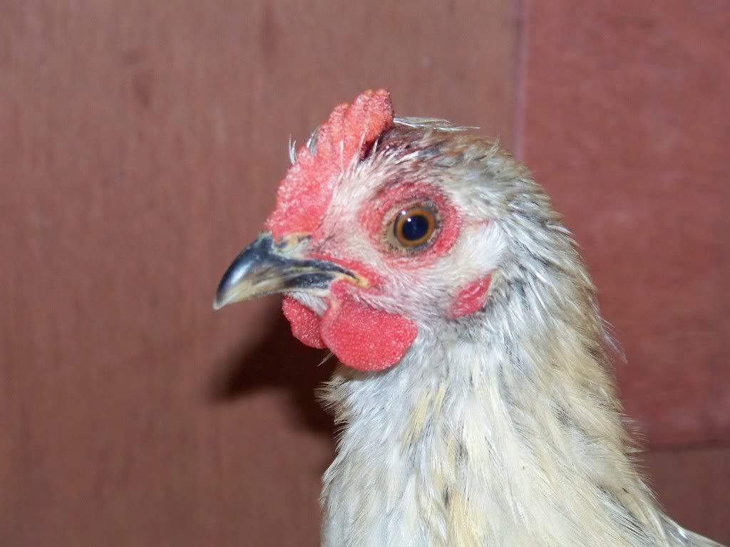 My chicken's comb is half torn off. Need HELP!! BackYard Chickens