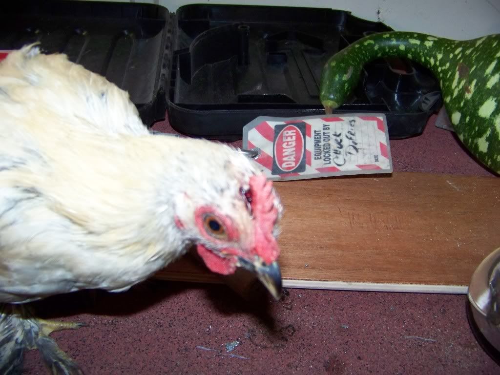 My chicken's comb is half torn off. Need HELP!! BackYard Chickens