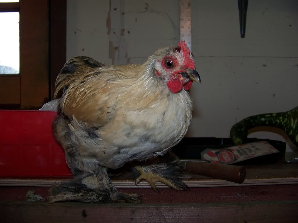 My chicken's comb is half torn off. Need HELP!! BackYard Chickens