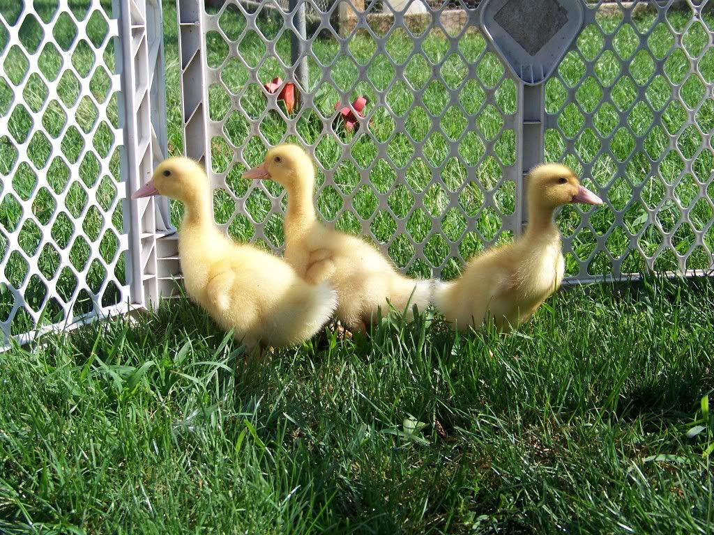 http://i942.photobucket.com/albums/ad267/LovinChickens/Ducklings/100_1125.jpg