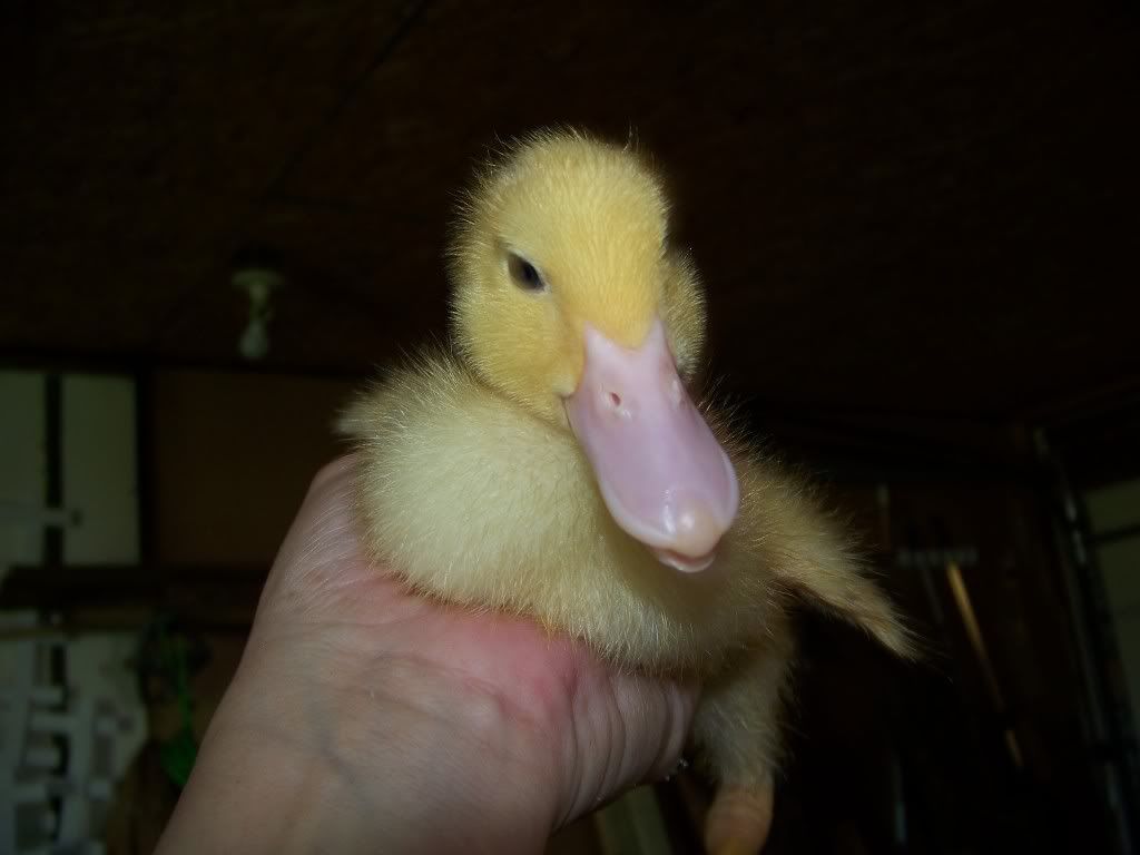 http://i942.photobucket.com/albums/ad267/LovinChickens/Ducklings/100_1140.jpg