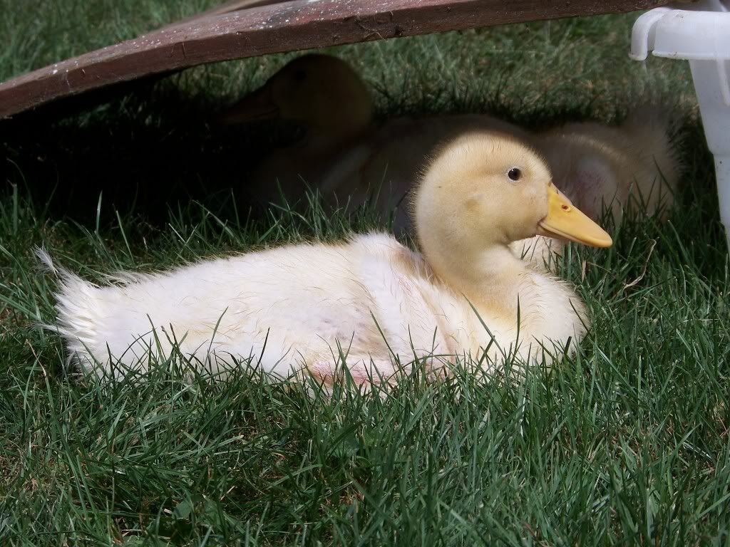http://i942.photobucket.com/albums/ad267/LovinChickens/Ducklings/100_1284.jpg