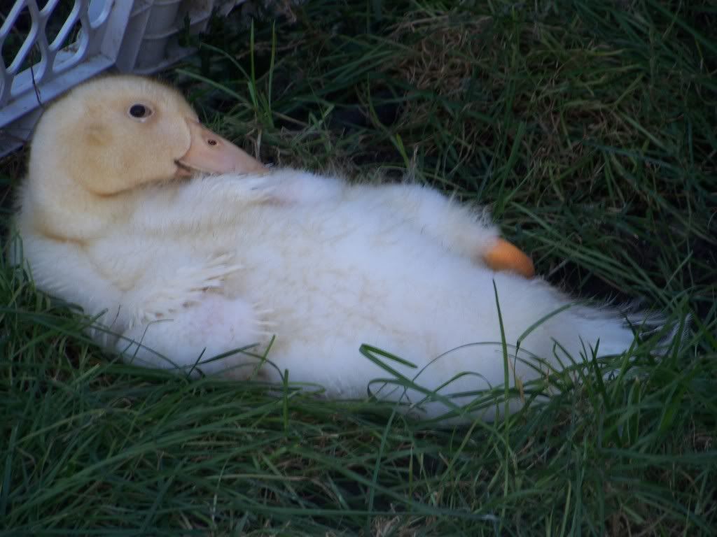 http://i942.photobucket.com/albums/ad267/LovinChickens/Ducklings/100_1316.jpg