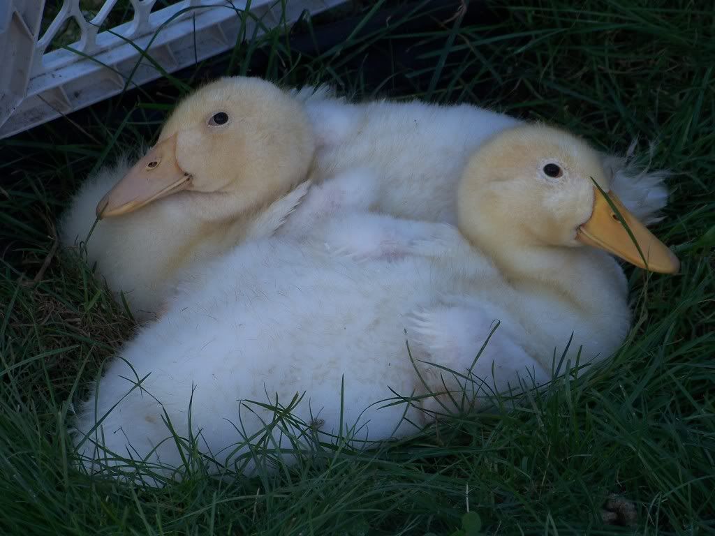 http://i942.photobucket.com/albums/ad267/LovinChickens/Ducklings/100_1318.jpg