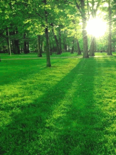 forest animated photo: Forest sc88.gif