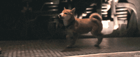puppy photo: Puppy ba617.gif