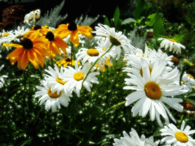 Daisies photo ma10-42.gif