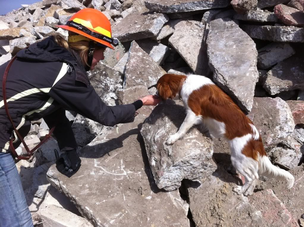 search dog training