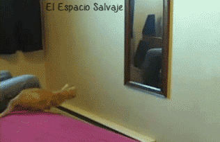  photo 15290_zps47860e46.gif