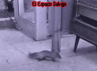  photo h8F7C2371_zps44579a13.gif