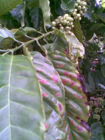 Hỏi thuốc trị bệnh khô cành khô lá của cây cafe