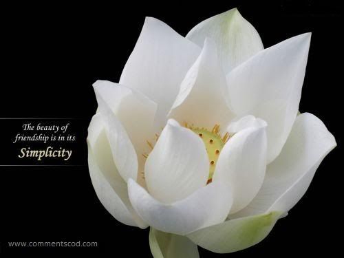 Friendship Flower Comments