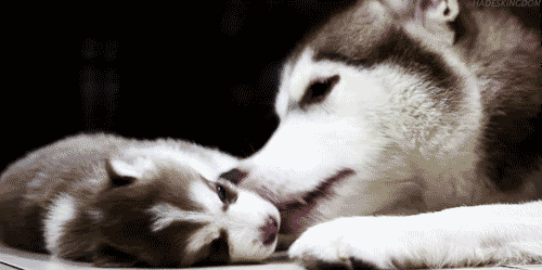 huskies.gif