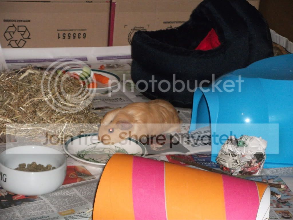 piggies006.jpg
