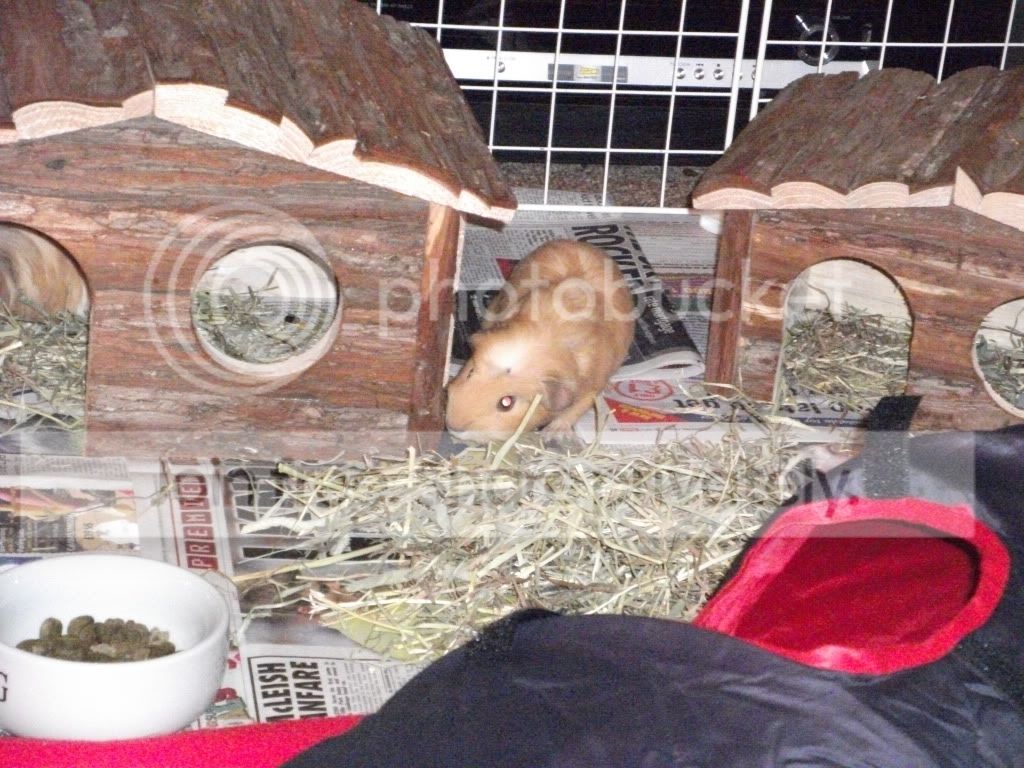 piggies3005.jpg